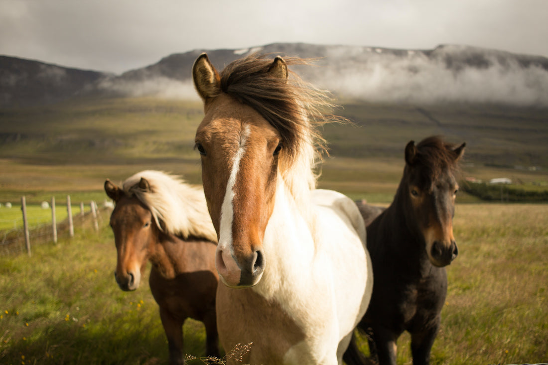 Horses - Equestrian Jewellery